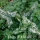 Arum Italicum e la spada incandescente