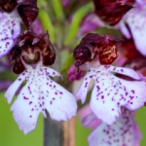 Orchis purpurea Huds.