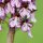 Orchis purpurea: sensualità ed inganno del mondo vegetale